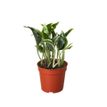 Pothos Shangri La