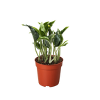 Pothos Shangri La