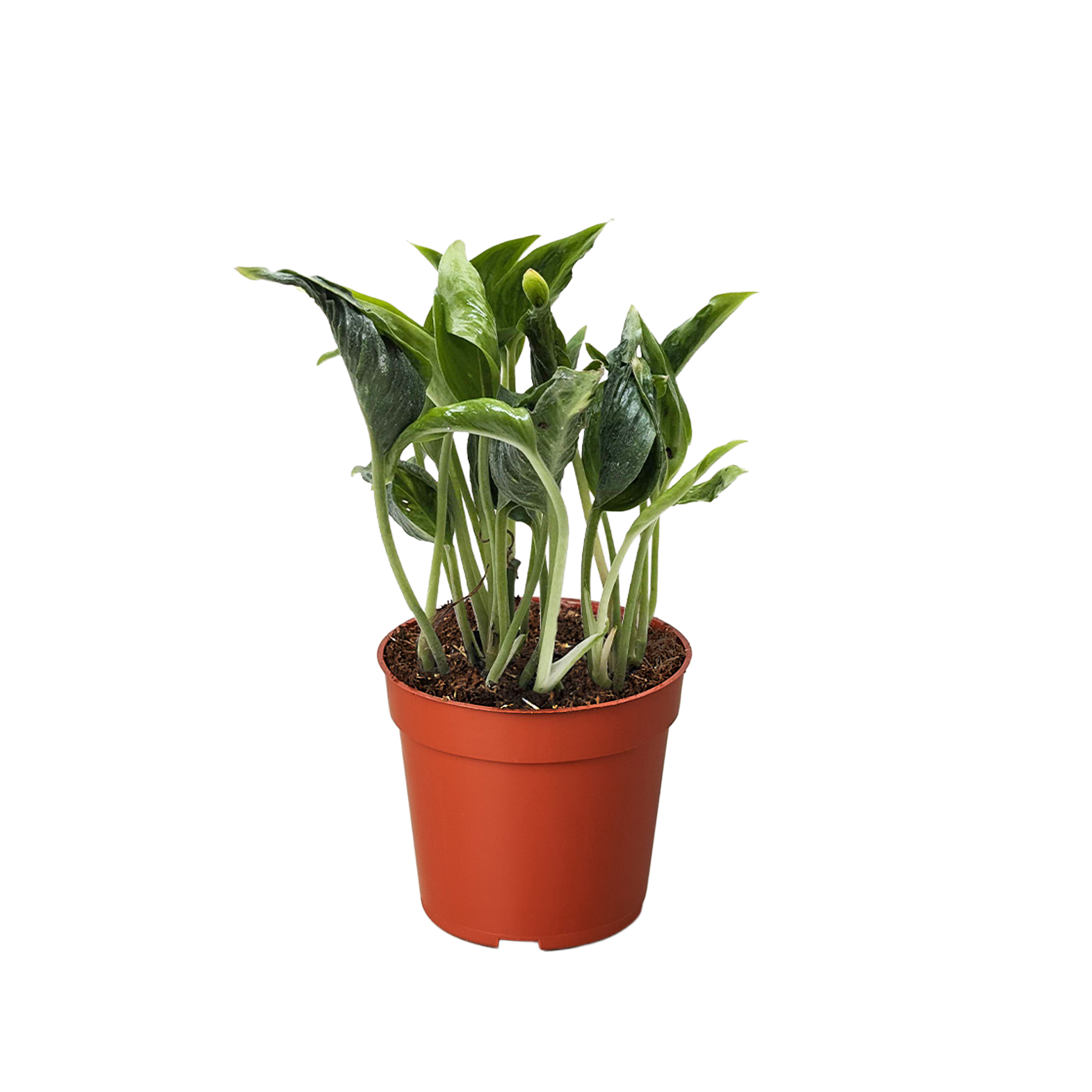 Pothos Shangri La