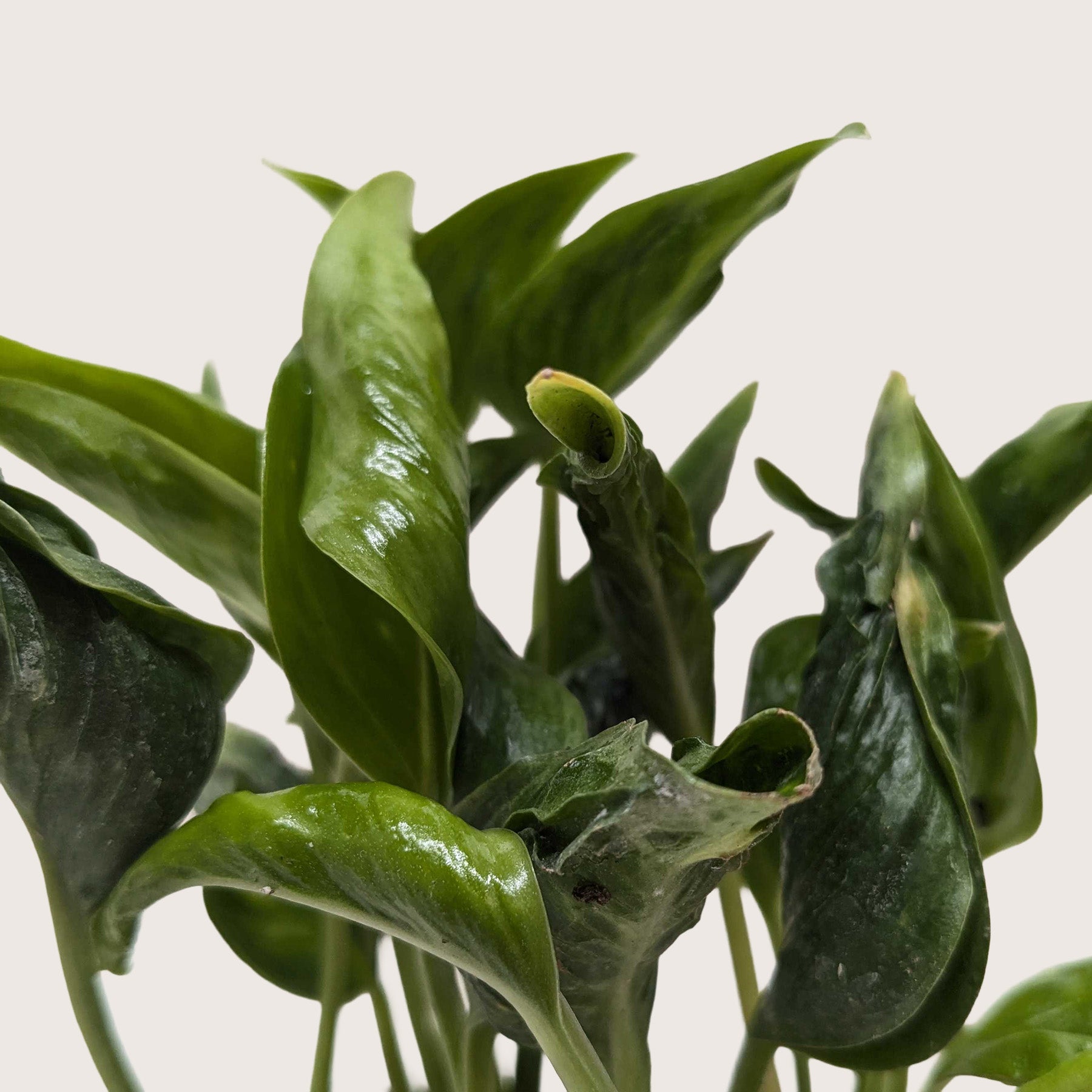 Pothos Shangri La