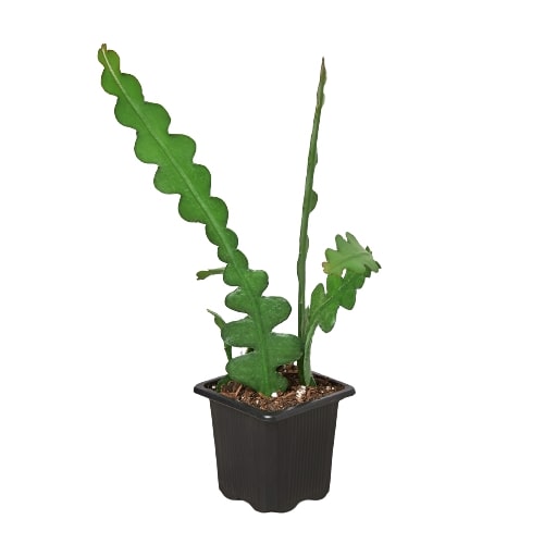 Epiphyllum Ric Rac Cactus