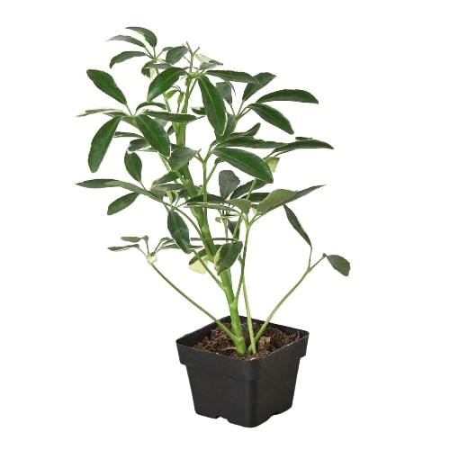 Schefflera Moonlight Umbrella Plant