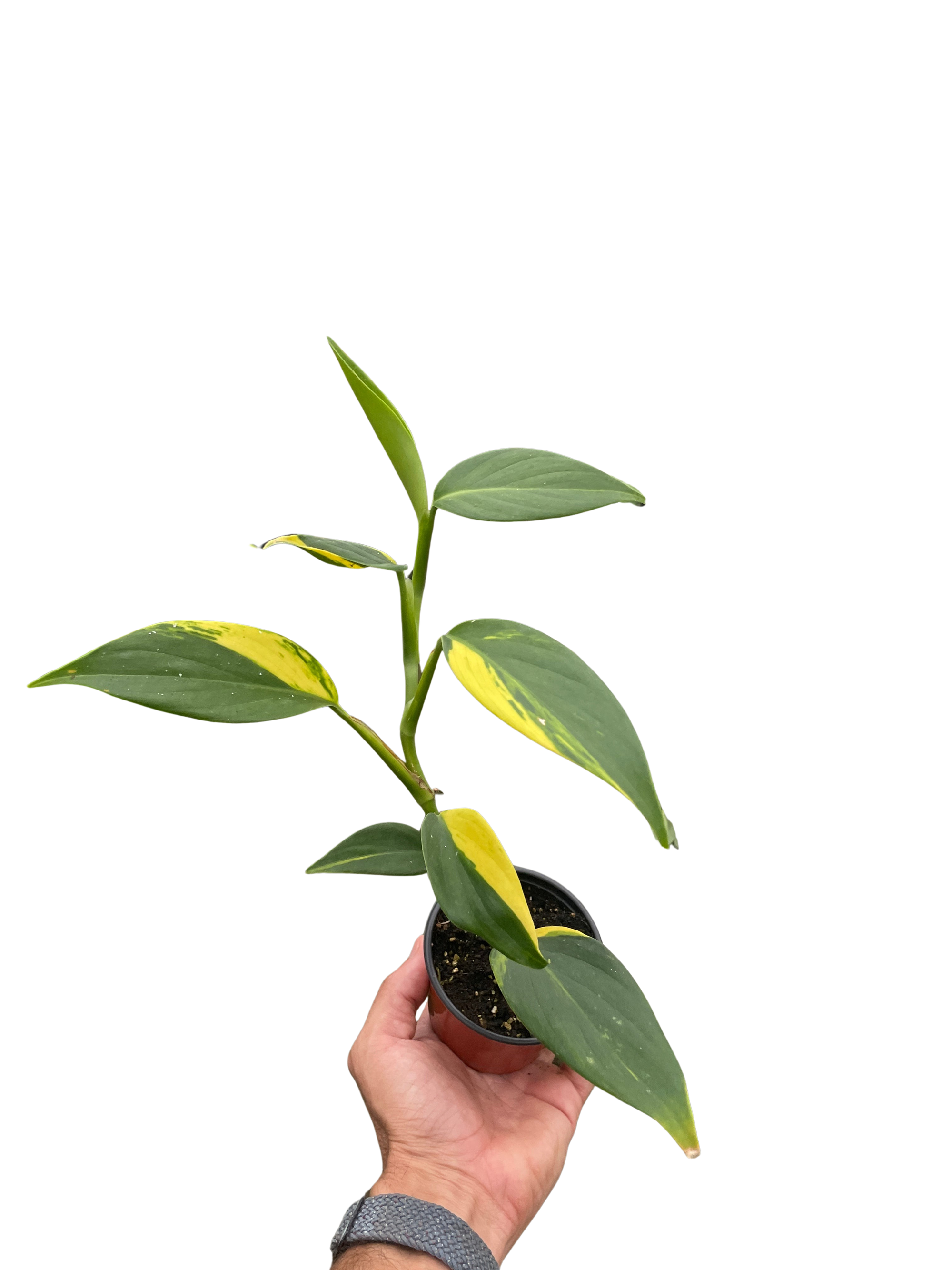 Scindapsus Coriaceus