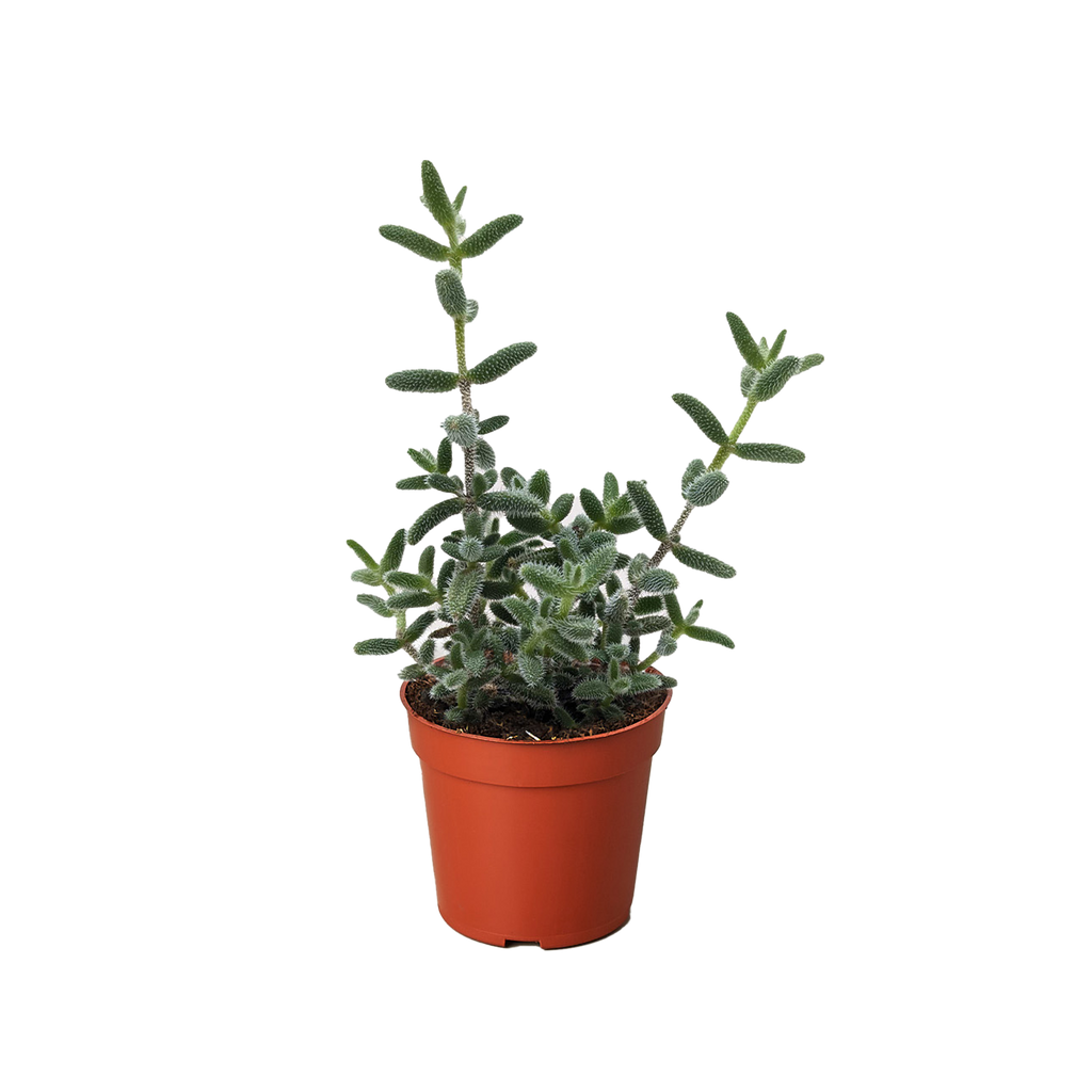 Delosperma Echinatum Pickle Plant