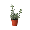 Delosperma Echinatum Pickle Plant