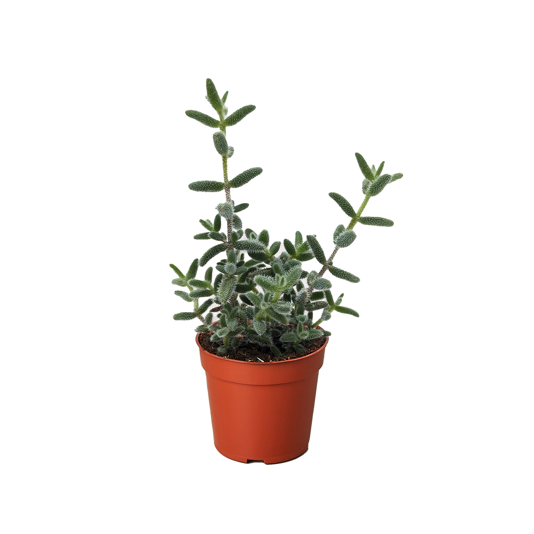 Delosperma Echinatum Pickle Plant