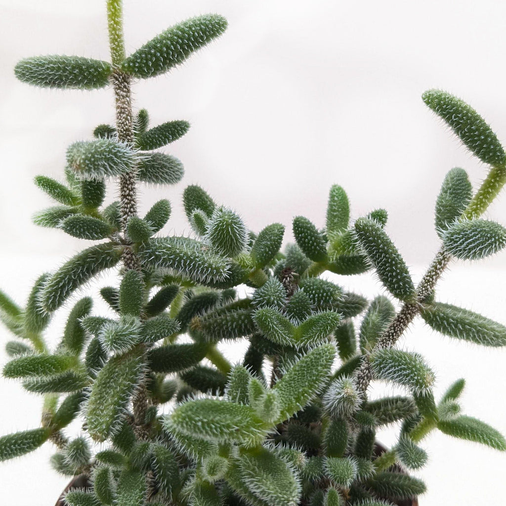 Delosperma Echinatum Pickle Plant