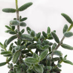 Delosperma Echinatum Pickle Plant