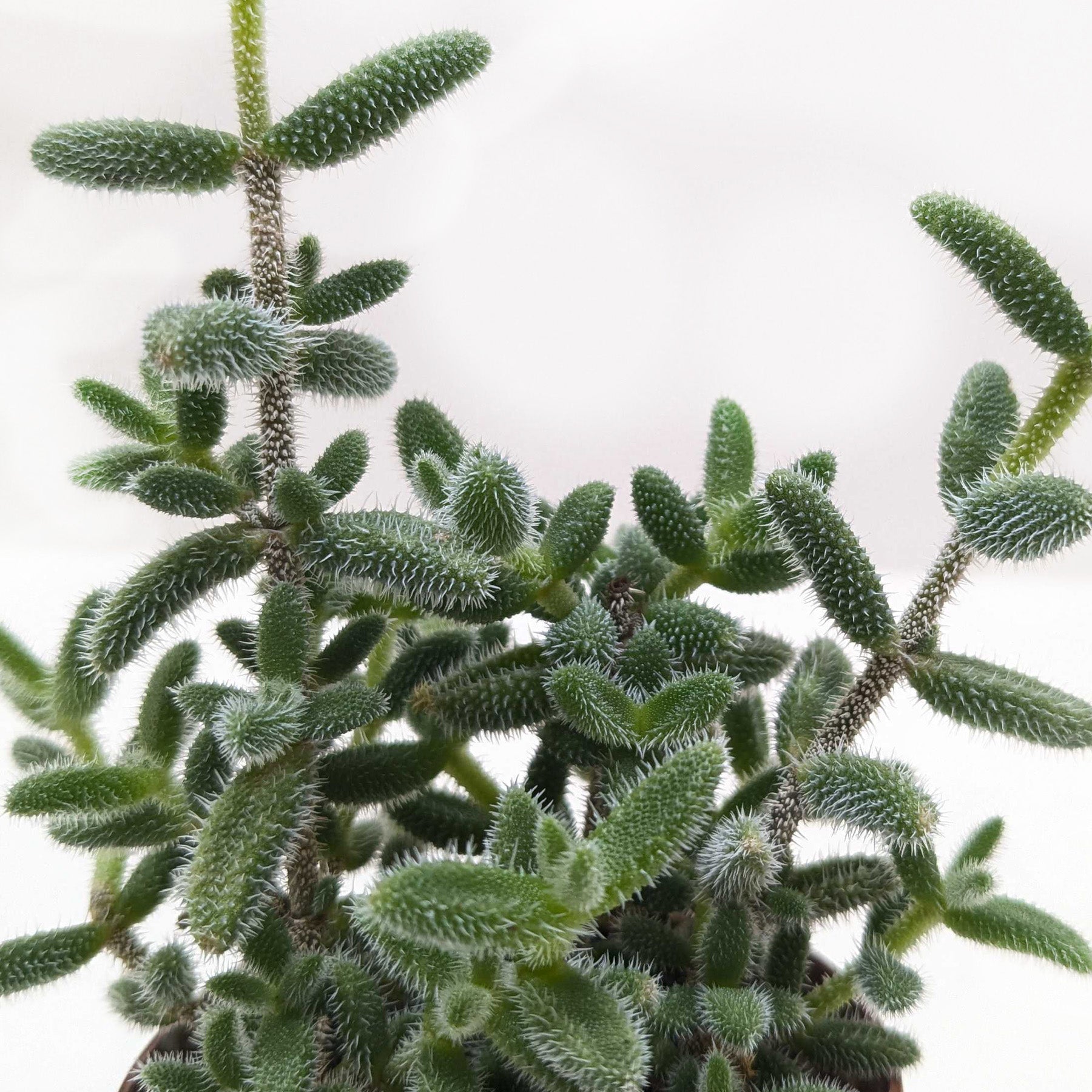 Delosperma Echinatum Pickle Plant