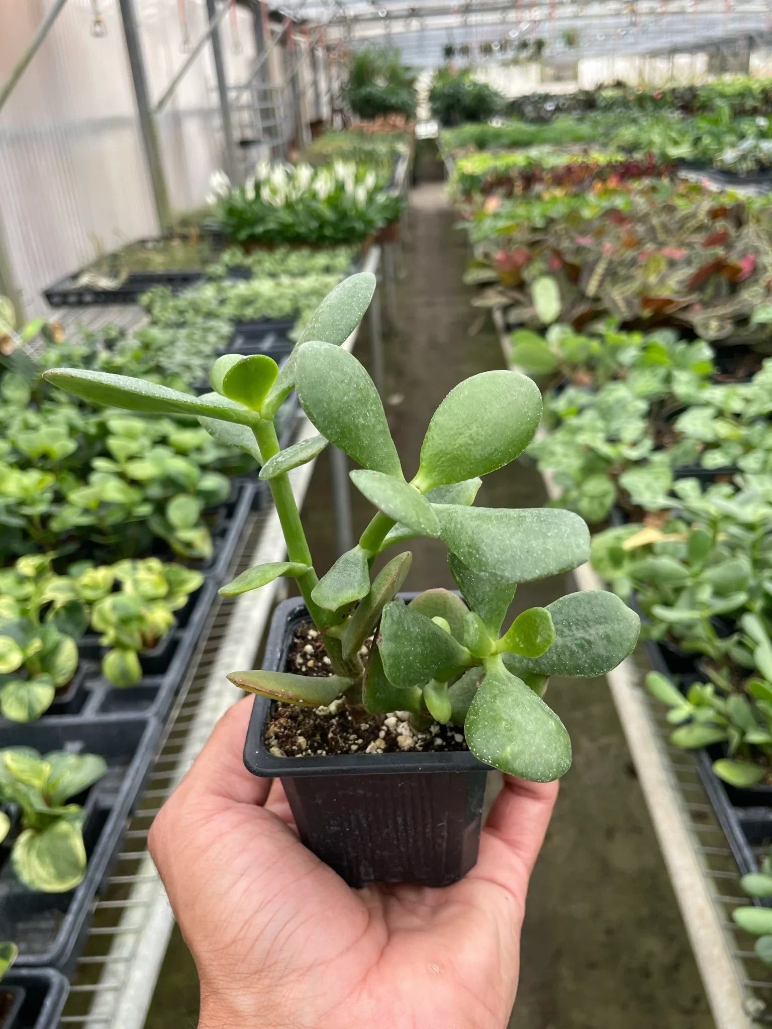 Succulent Crassula Jade