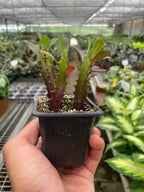 Succulent Euphorbia Trigona Rubra