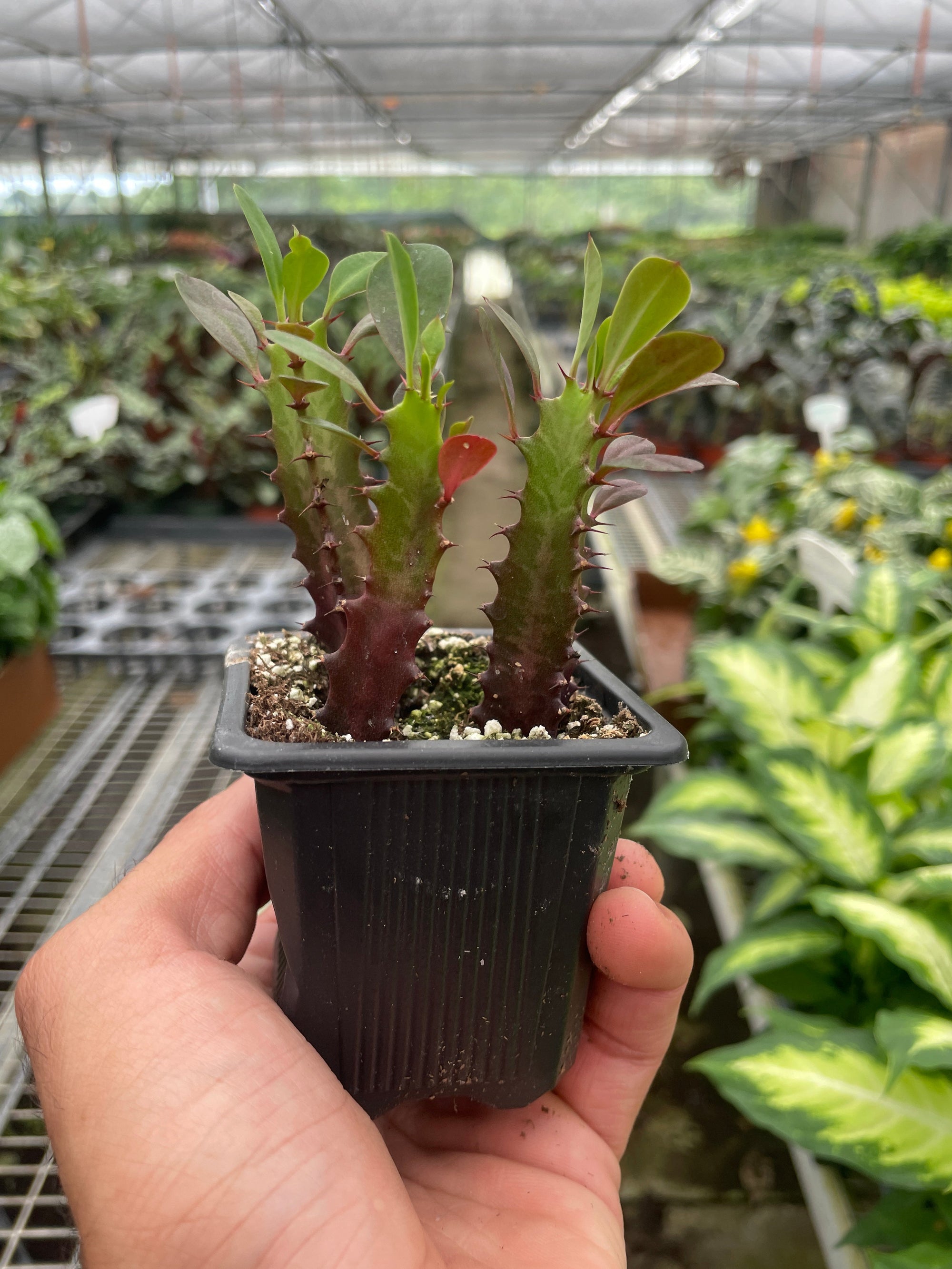 Succulent Euphorbia Trigona Rubra