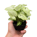 Syngonium Moonshine