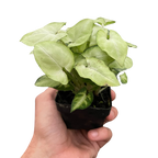 Syngonium Moonshine