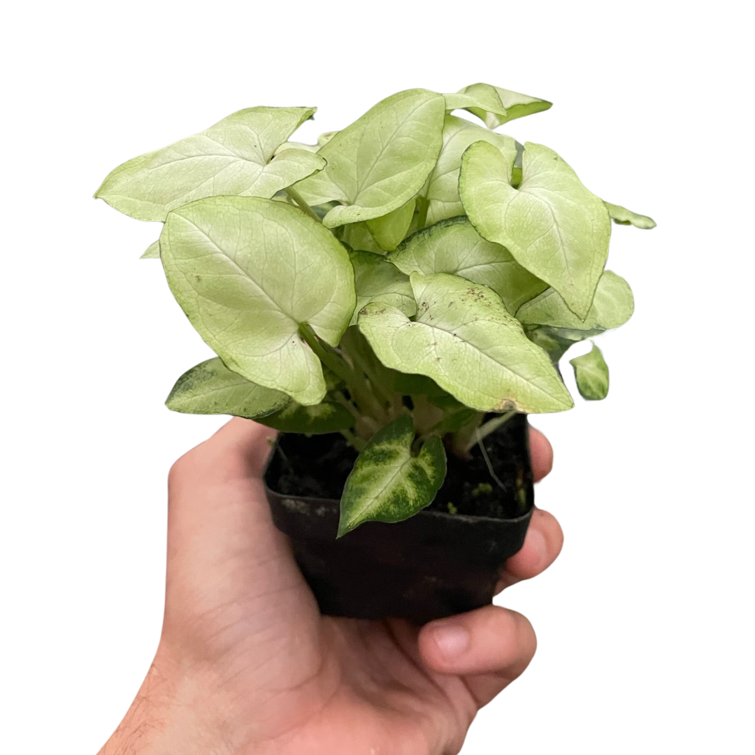 Syngonium Moonshine