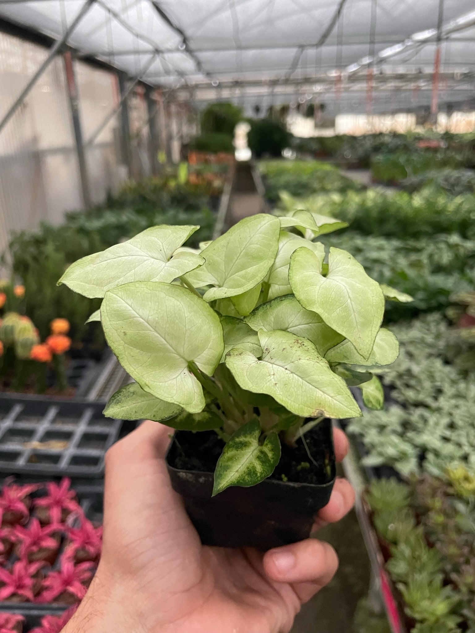 Syngonium Moonshine