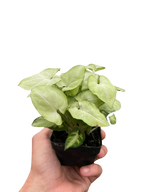 Syngonium Moonshine