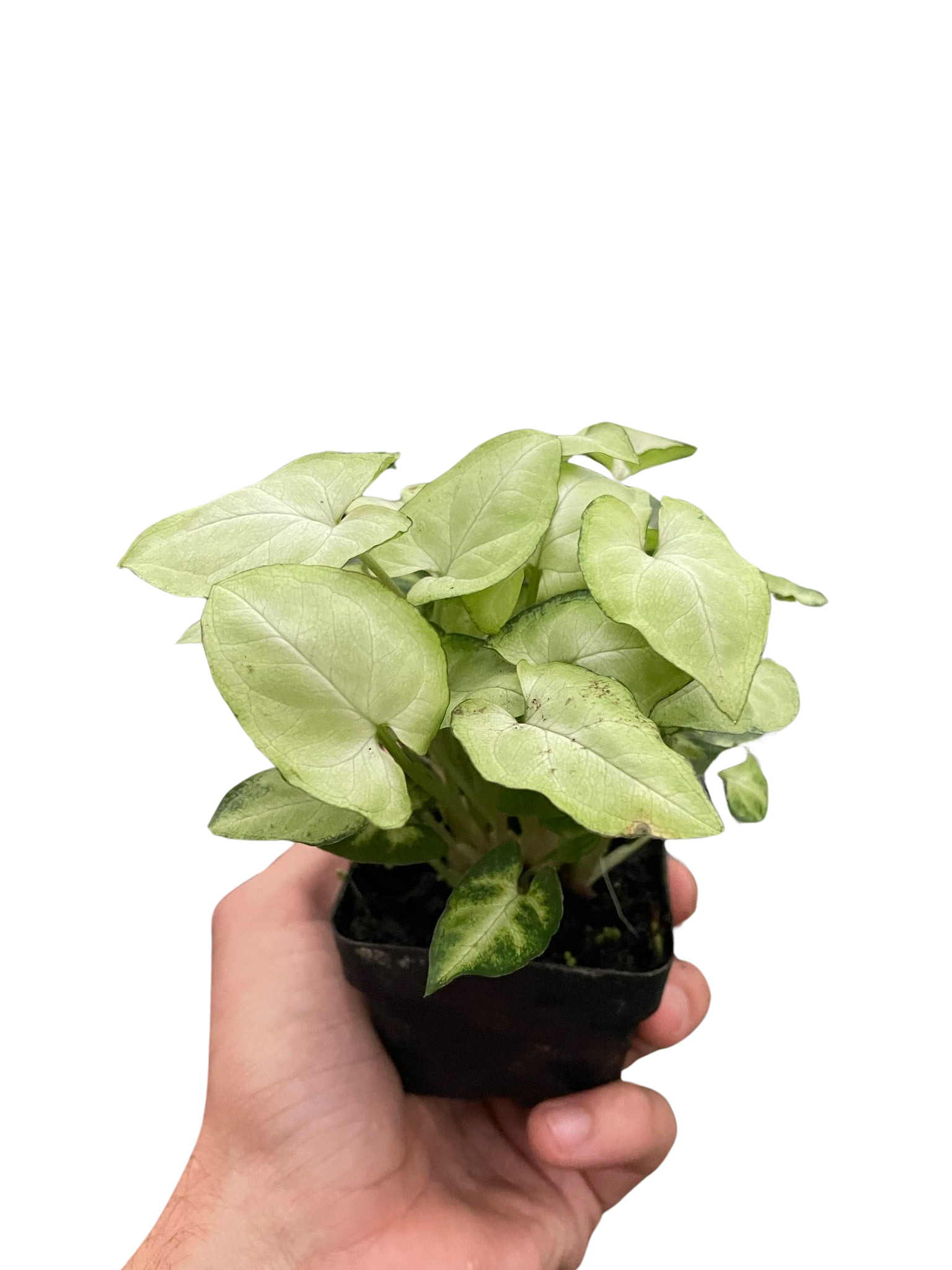 Syngonium Moonshine