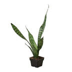 Snake Plant Zeylanica