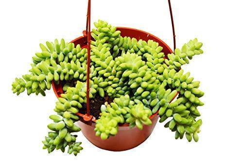 Sedum White Stone Crop Succulent