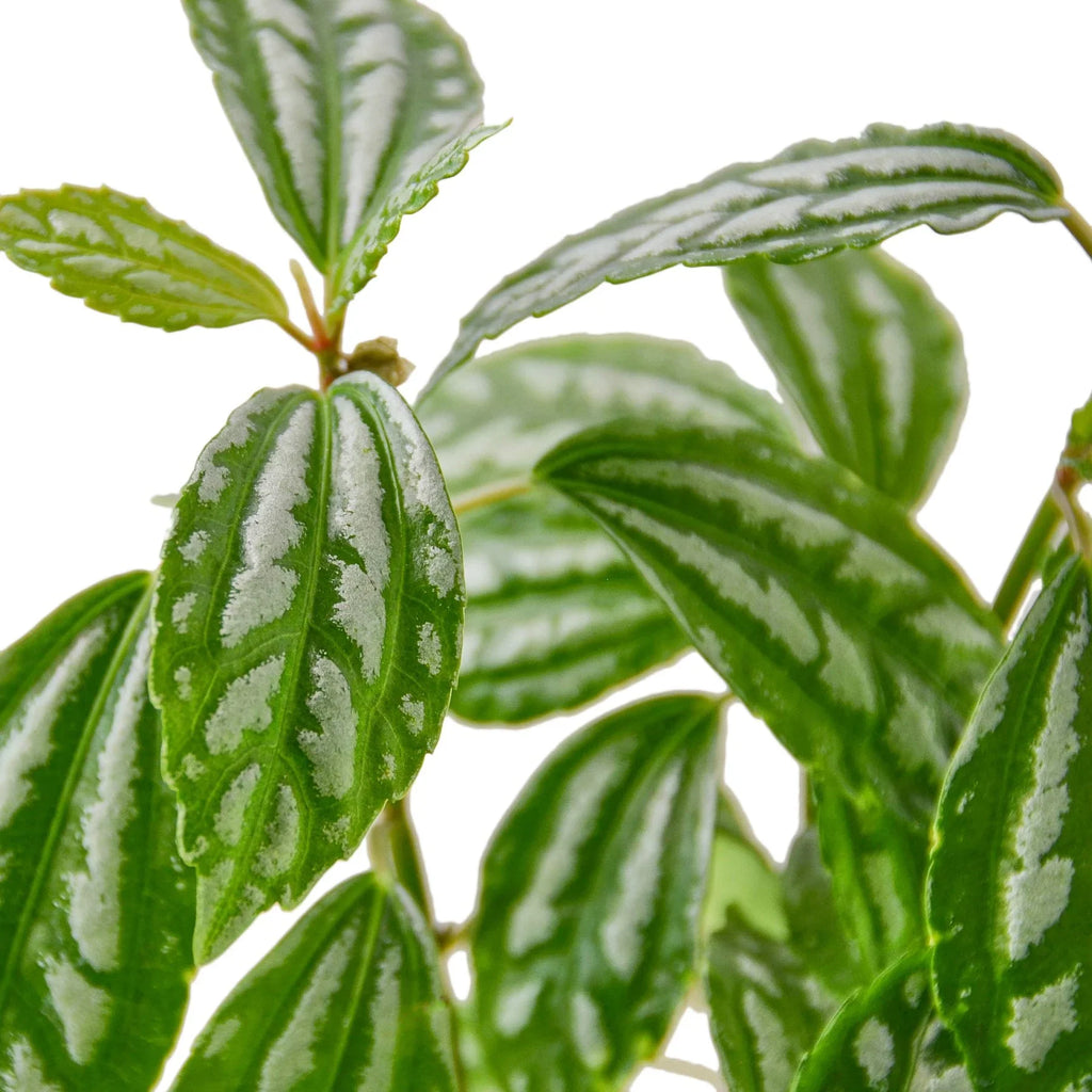 Pilea Aluminum