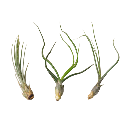 Air Plant Monthly Subscription Box