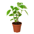 Pilea Moon Valley 4 Pot