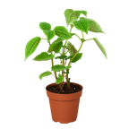 Pilea Moon Valley 4 Pot