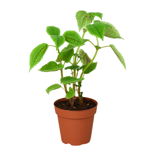 Pilea Moon Valley 4 Pot