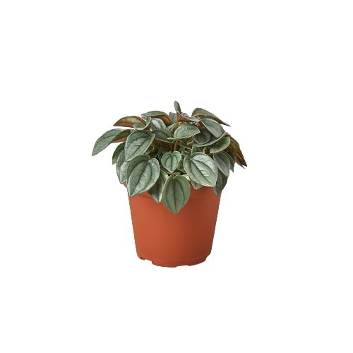 Peperomia Napoli Nights 4 Pot