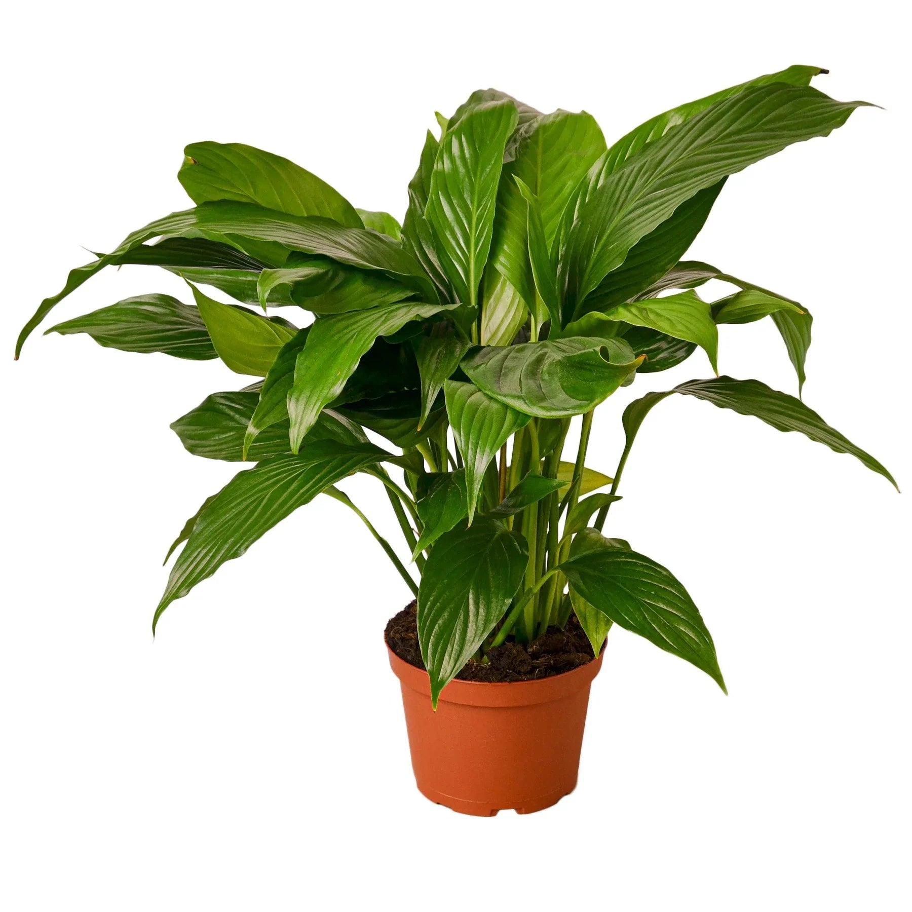 Spathiphyllum Peace Lily