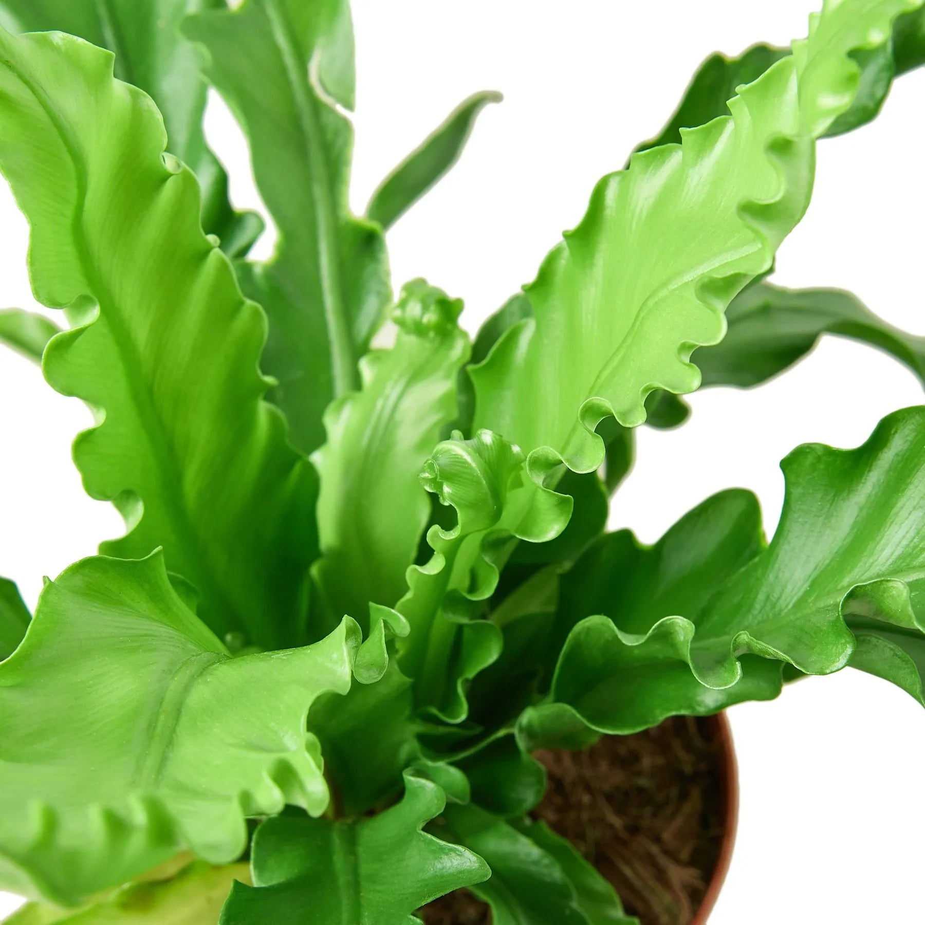 Bird S Nest Victoria Fern