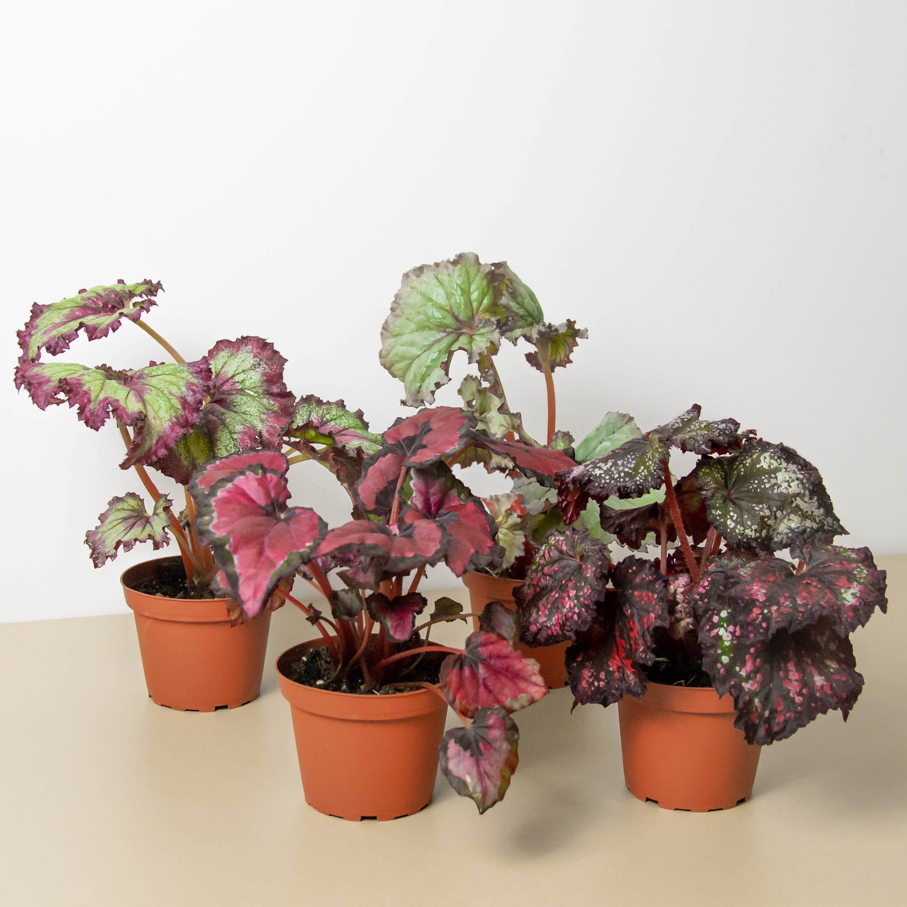 Begonia Rex 4 Pack Variety
