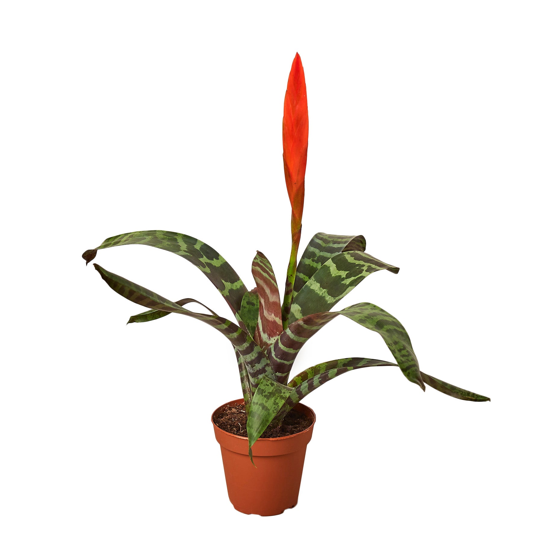Bromeliad Vriesea Splenriet