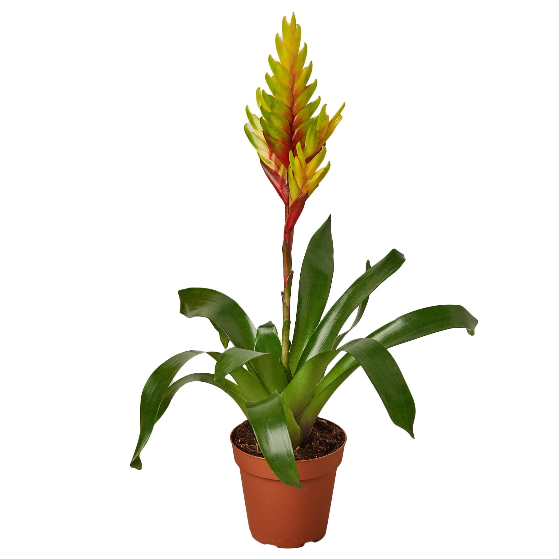 Bromeliad Vriesea Energy