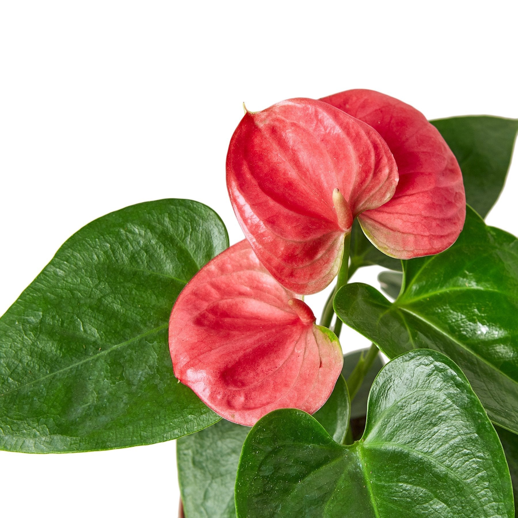 Anthurium Pink