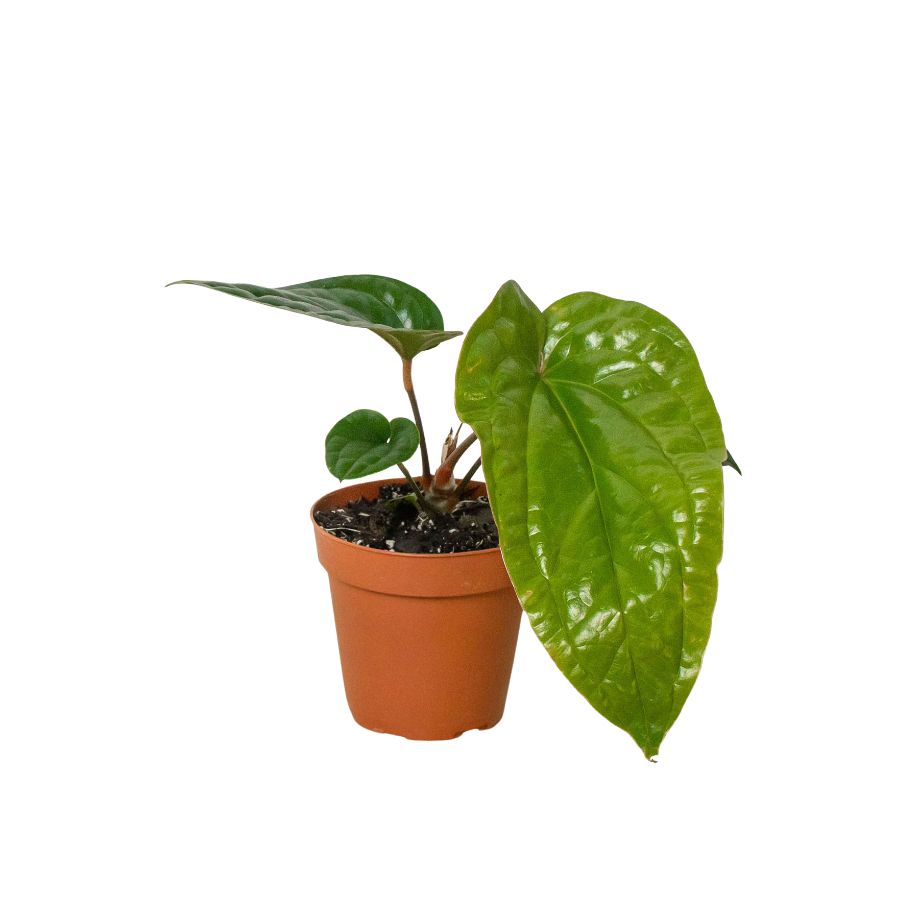 Anthurium Radicans X Luxurians