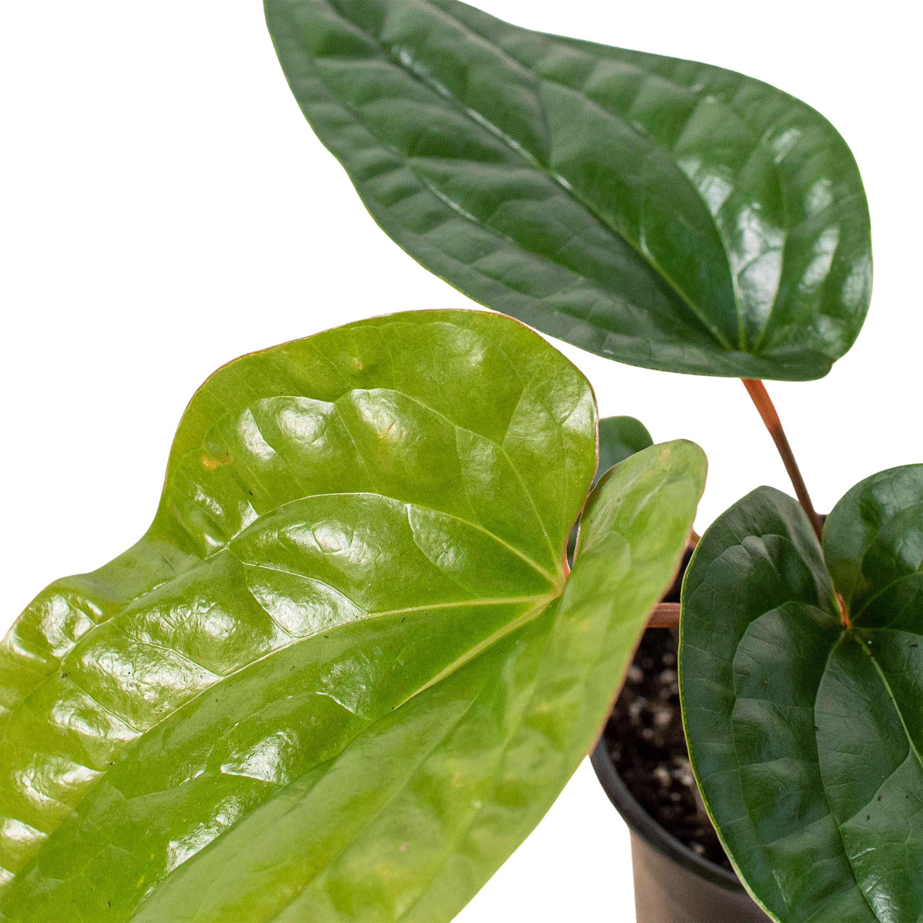 Anthurium Radicans X Luxurians