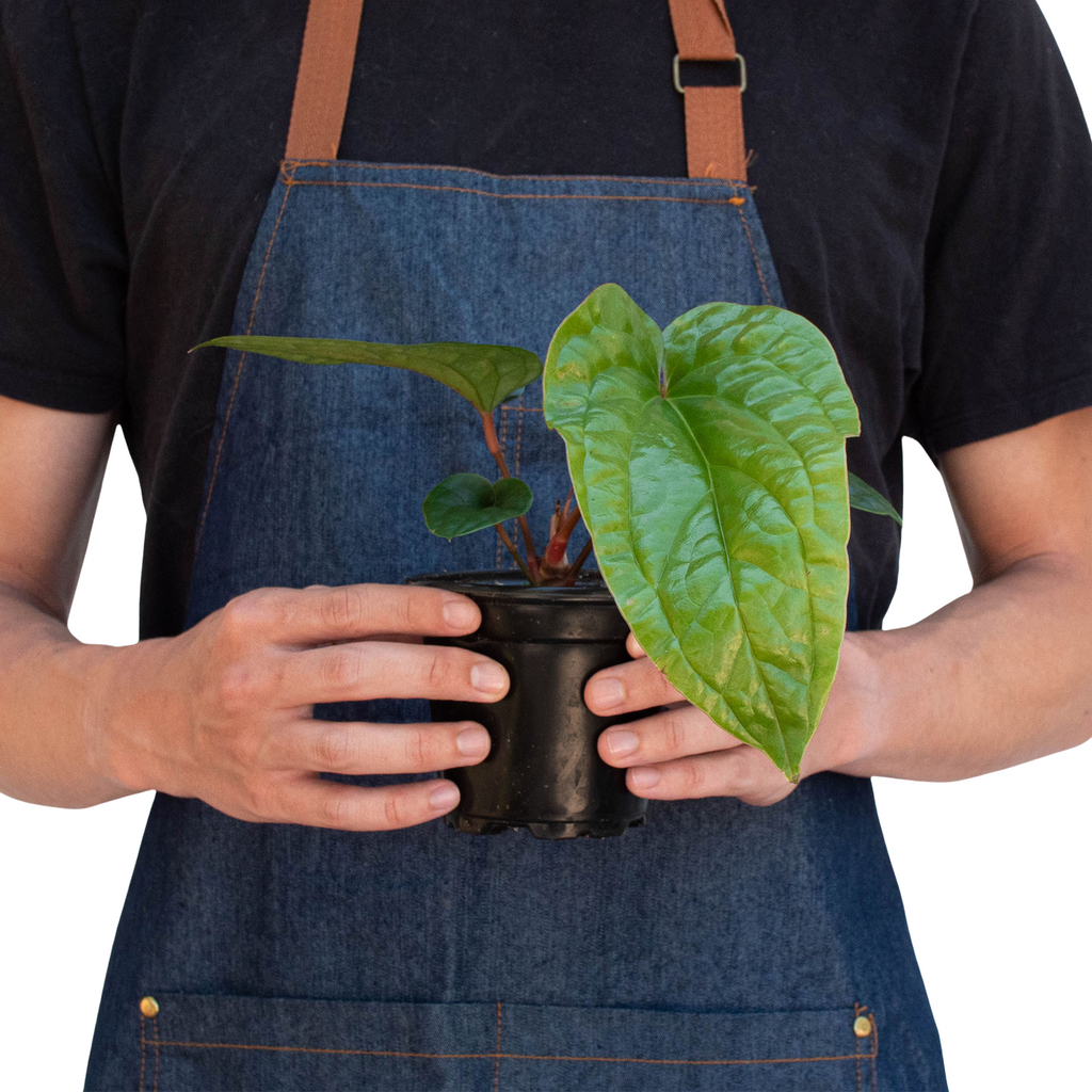 Anthurium Radicans X Luxurians