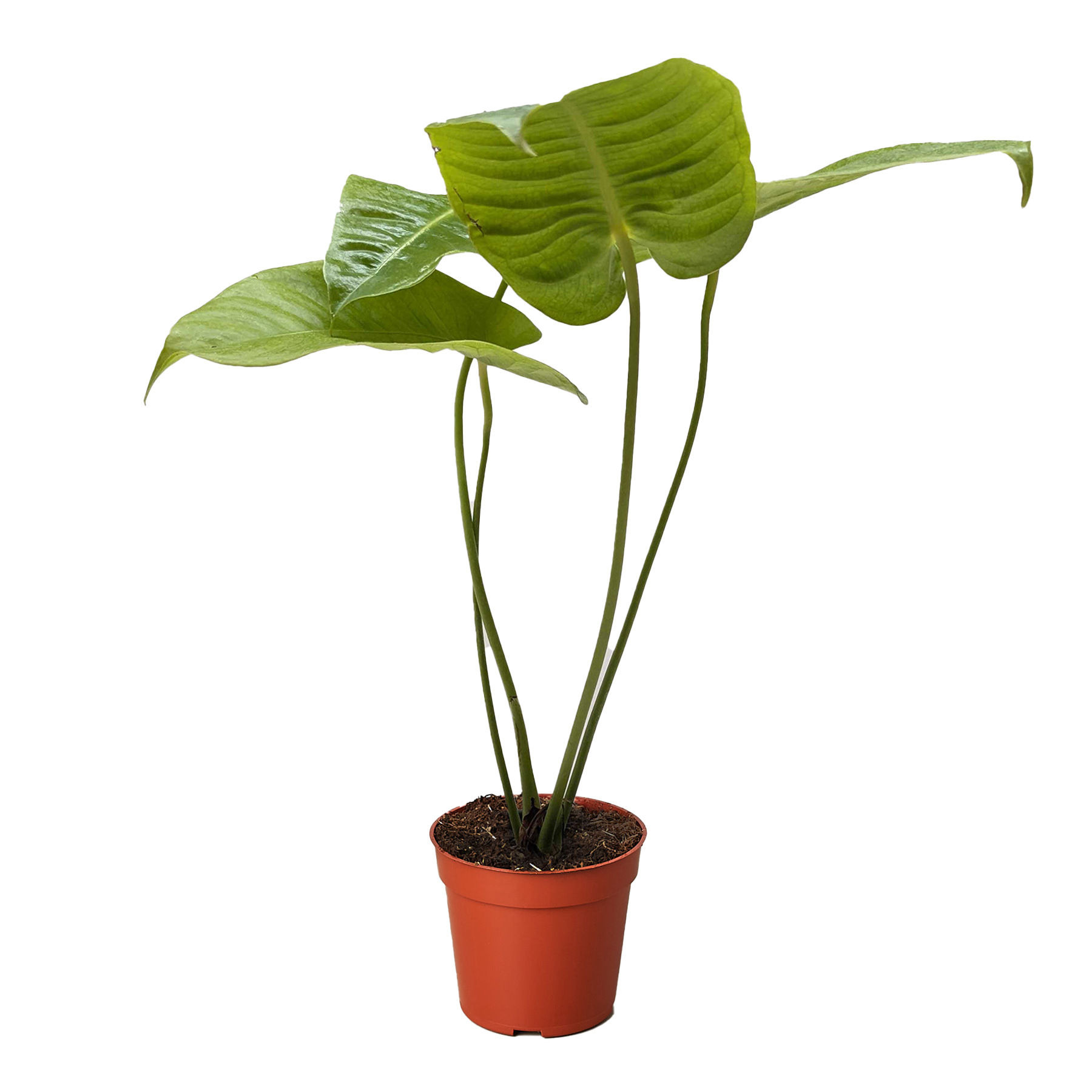 Anthurium Veitchii