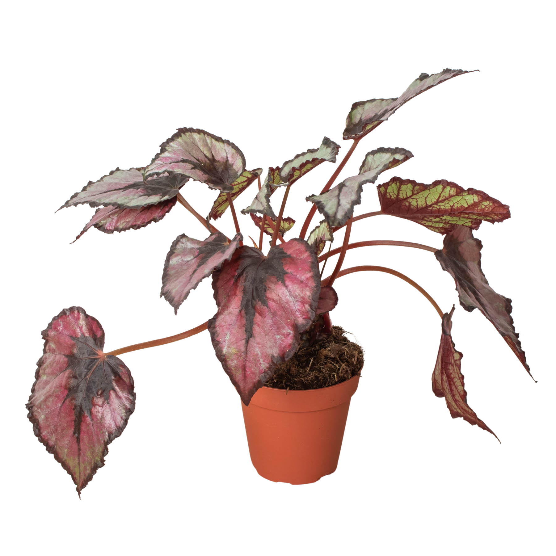 Begonia Rex 4 Pot