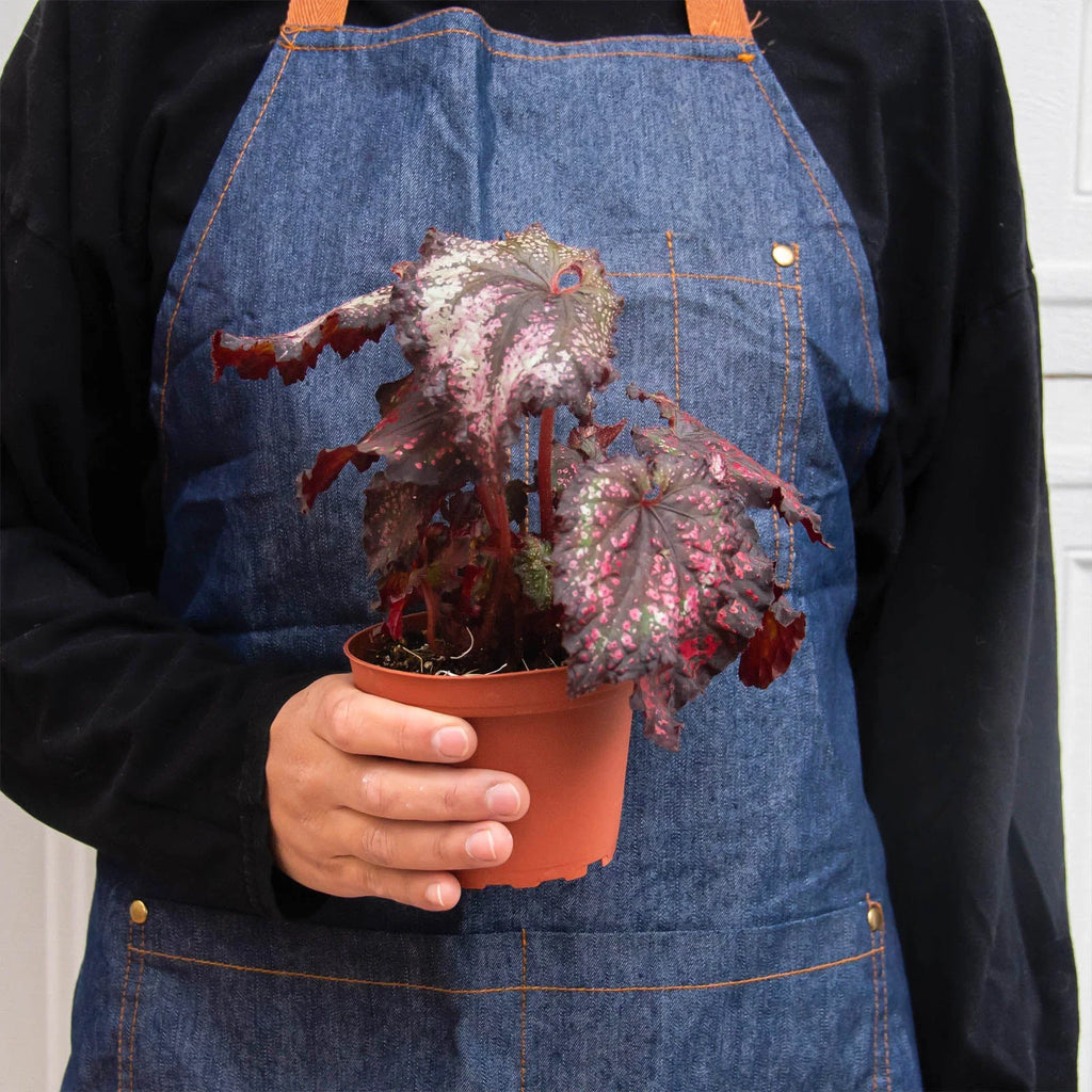 Begonia Rex 4 Pack Variety