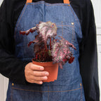 Begonia Rex 4 Pack Variety