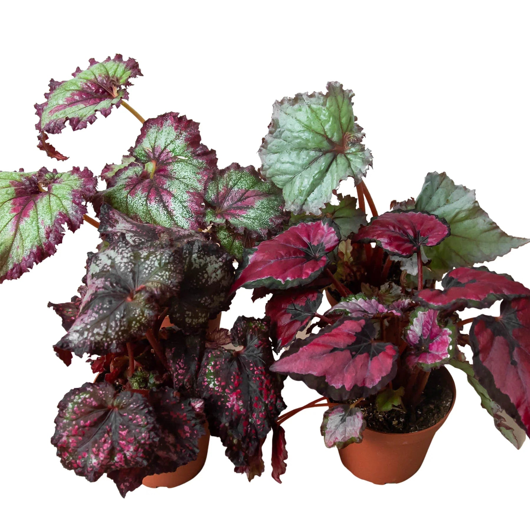 Begonia Rex 4 Pack Variety