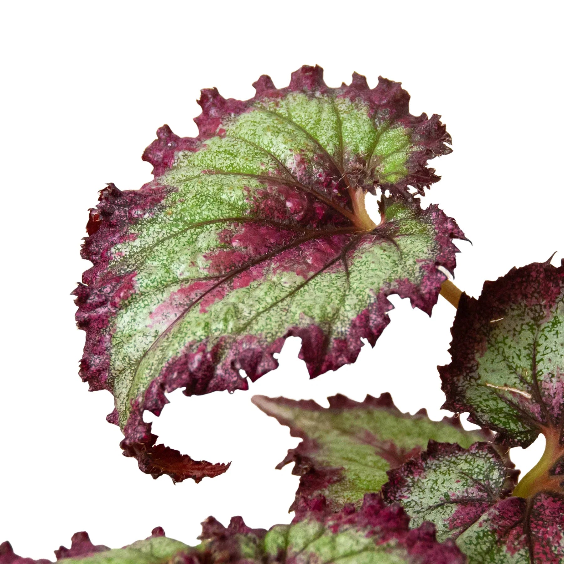 Begonia Rex 4 Pack Variety