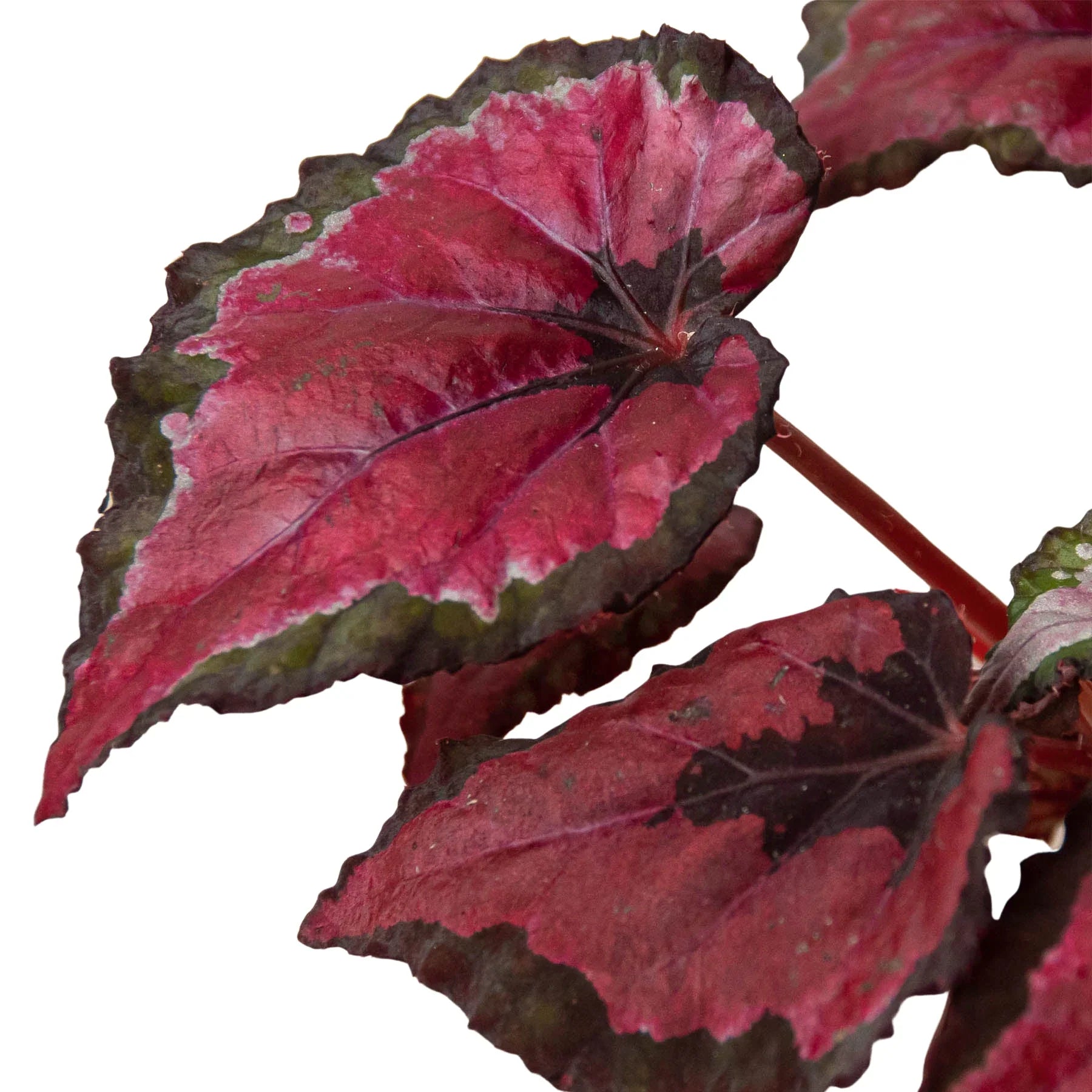 Begonia Rex 4 Pack Variety