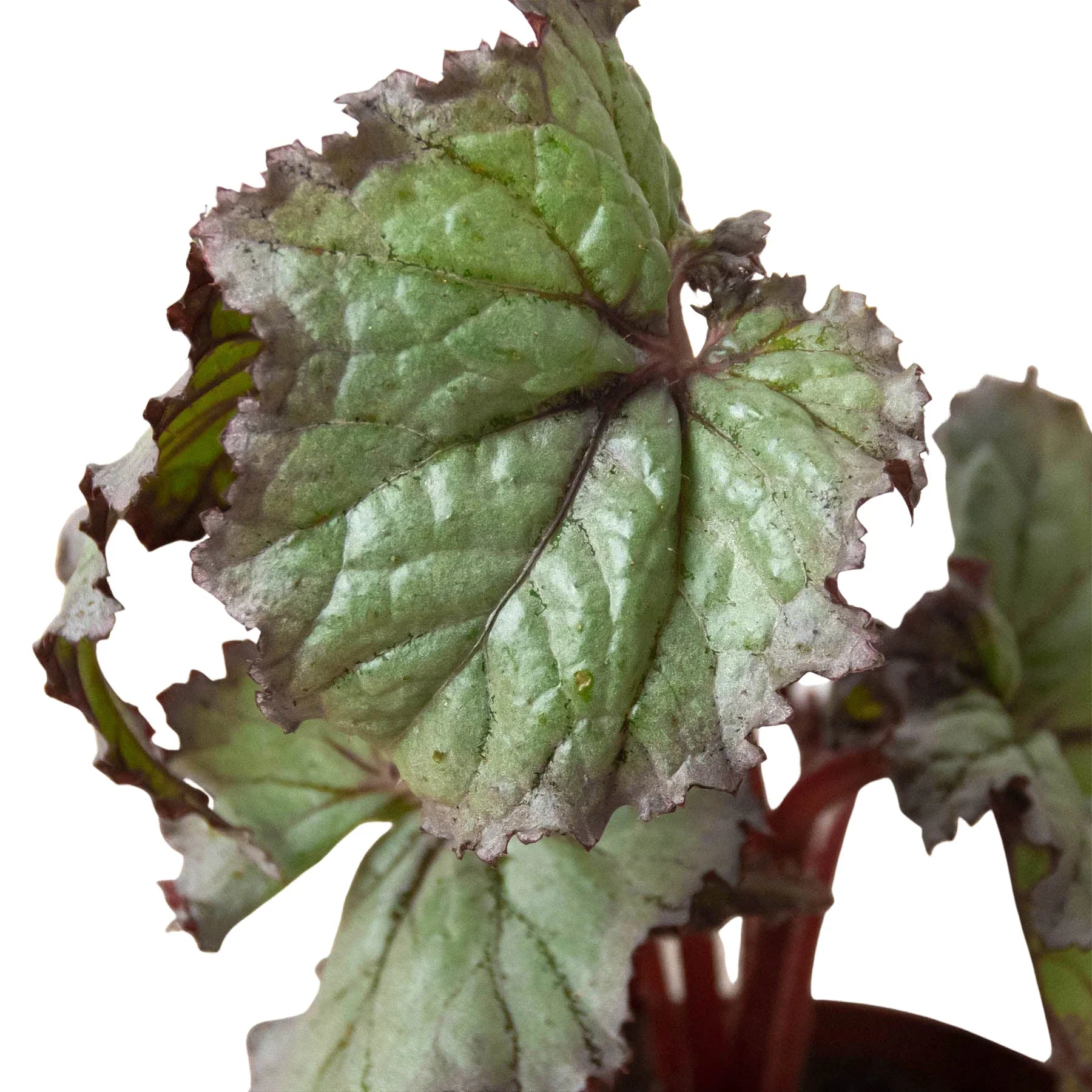 Begonia Rex 4 Pack Variety