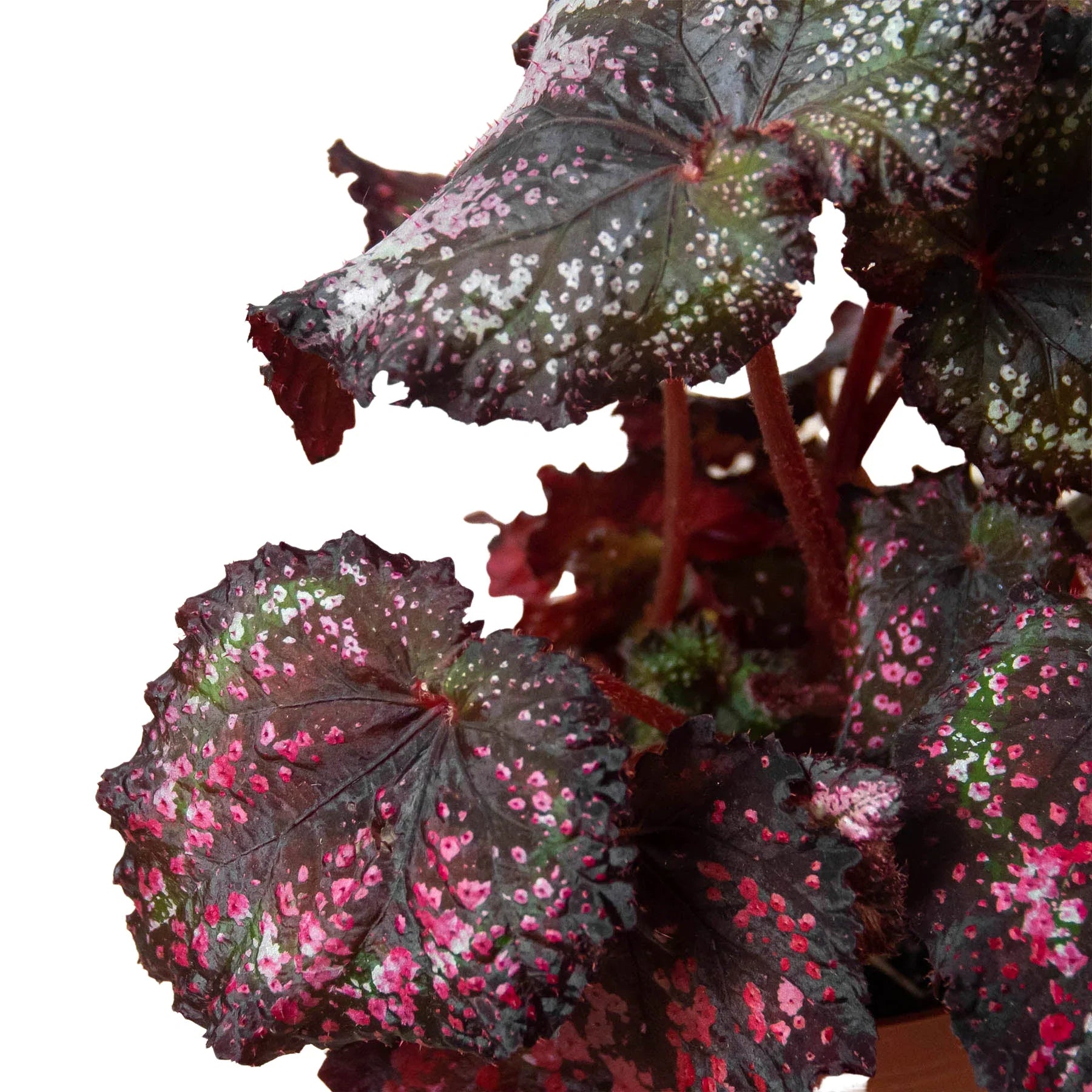 Begonia Rex 4 Pack Variety