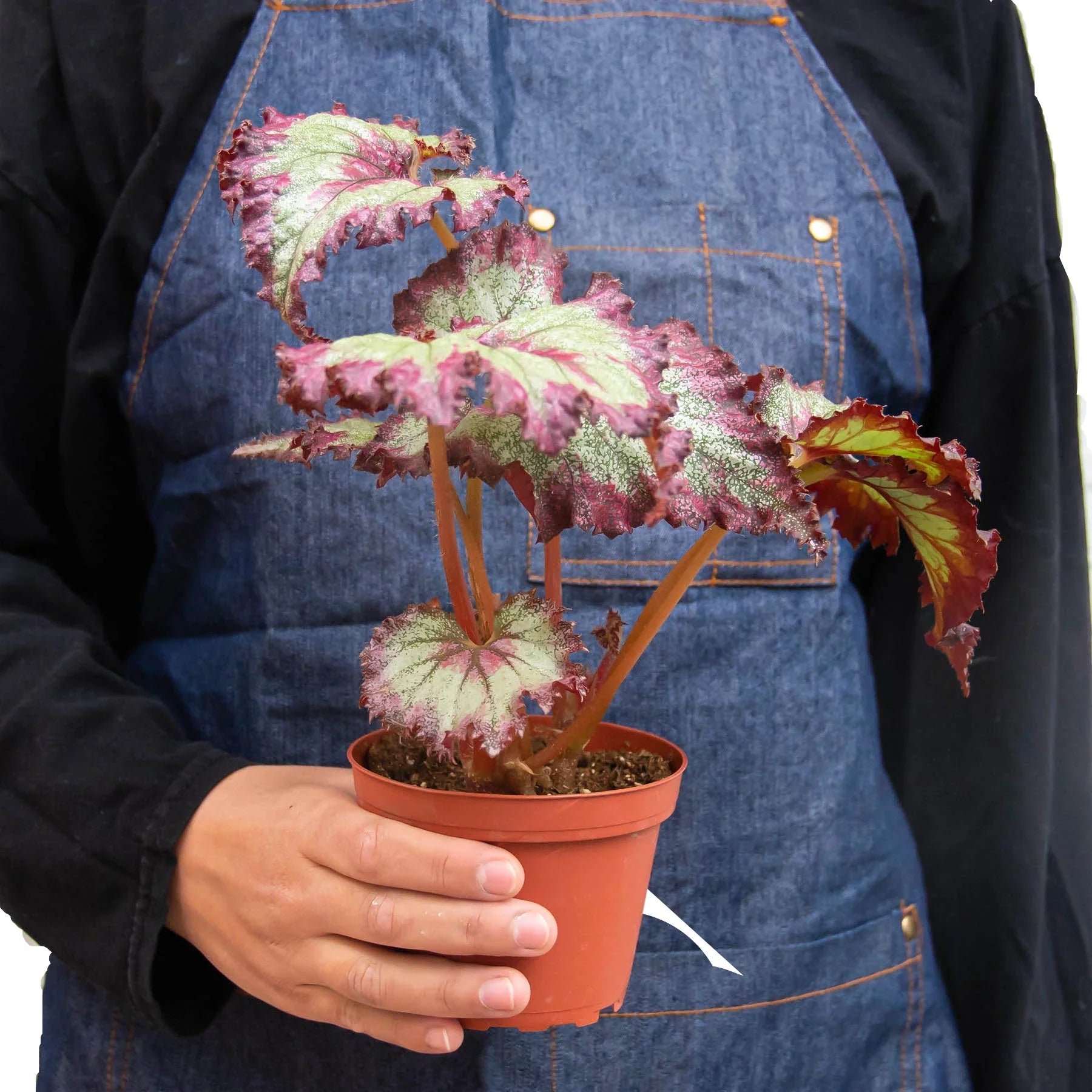Begonia Rex 4 Pack Variety