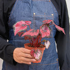 Begonia Rex 4 Pack Variety